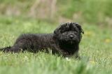 BOUVIER DES FLANDRES 352